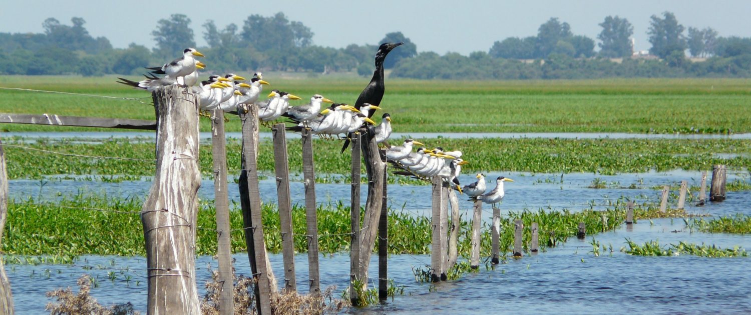 Resultado de imagen para Esteros del Iberá